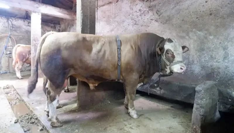 Tam 1 Ton 200 Kilo Eşsiz Eşya, Fiyatıyla Dikkat Çekti!