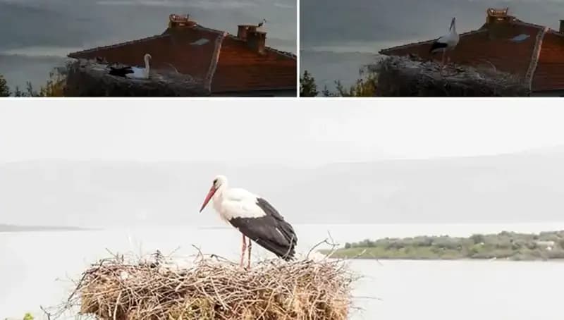 Yaren Leylek, Depremi Önceden Hissedip Uçmaya Başladı!