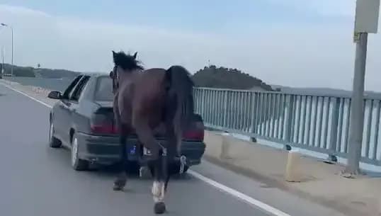 Adana'da At Eziyetine Geçit Yok: 3 Kişi Tutuklandı!