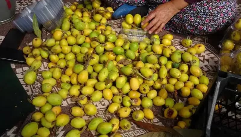 Muşmula Hasadı Başladı: Taşınabilir Olgunlukta Fıstıkların Kilosu 150 TL'ye Satılıyor