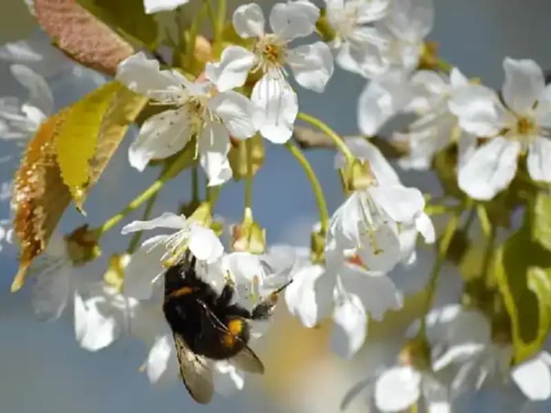 Hıdırellez'in Büyülü Atmosferi: 2025 Takvimi ve Gelenekleri