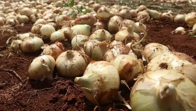 Hatay'da Soğan Hasadı Başladı, Çiftçiler Yüzde Yüz Dolu Rekolteyle Sevindi