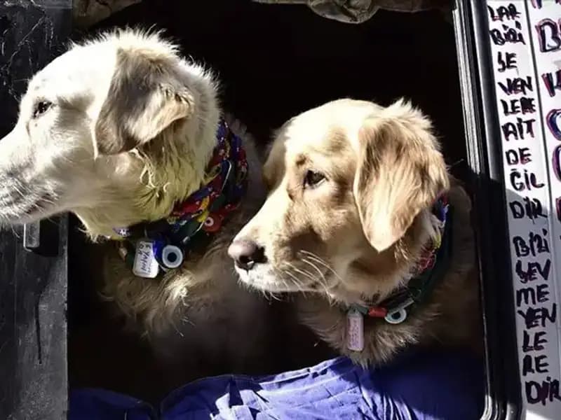 Evcil Hayvan Sahiplerine Müjde: Son Tarih 31 Aralık 2025'e Uzatıldı!