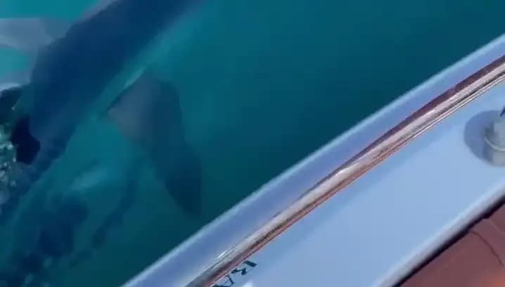 Akdeniz'de Yavru Köpek Balığı Tekneye Saldırdı, Görenler Şaşkın!