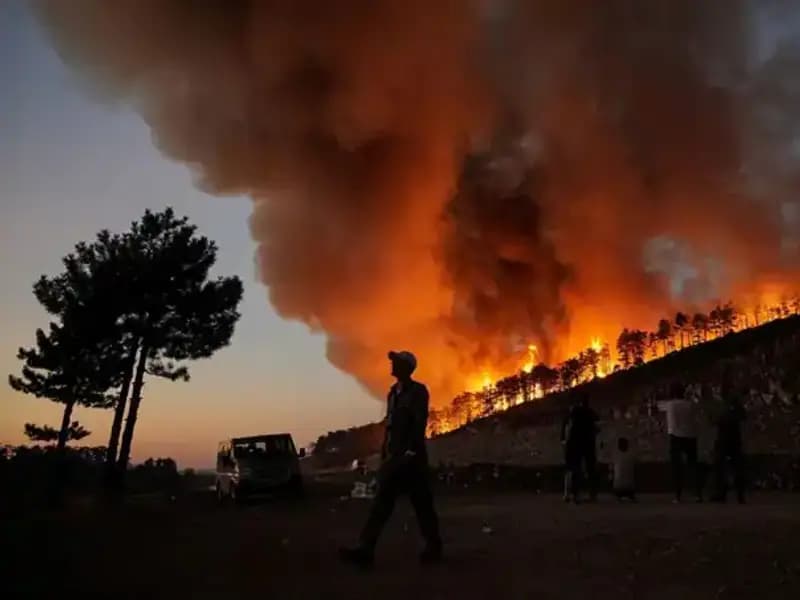 Bursa'daki Yangının Gölgesi: 3 Bin Hektar Orman Kaybı ve Gelecek Beklentileri