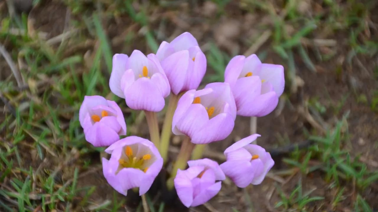 Biyolojik kaçakçılara rekor ceza