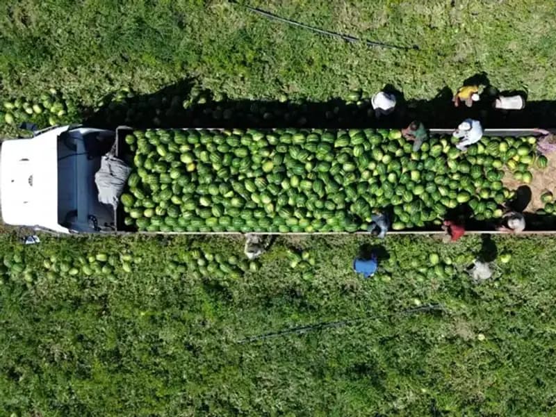 Bafra Ovası'nda Karpuz Rekoltesinde Rekor Sayılar Bekleniyor!