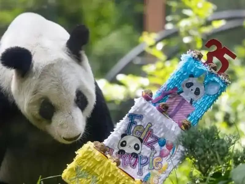 Dev Panda Xin Xin: 35. Yaşında Halen İlgi Odağı!