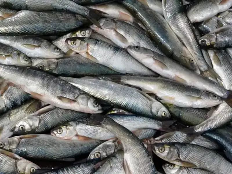 Van Gölü'nde İnci Kefali Av Yasağı: Son Ağların Çekilmesi ve Gelecek Tehditler