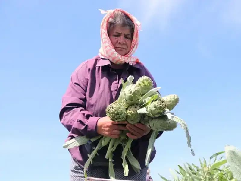 Tarladan Sofralara Yükselen Fiyatlar: Tezgah Başına 50 TL!