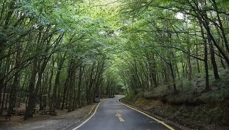 Çorum’da Ormanlara Girişler Neden Yasaklandı? Ciddi Sebepler Açıklandı!