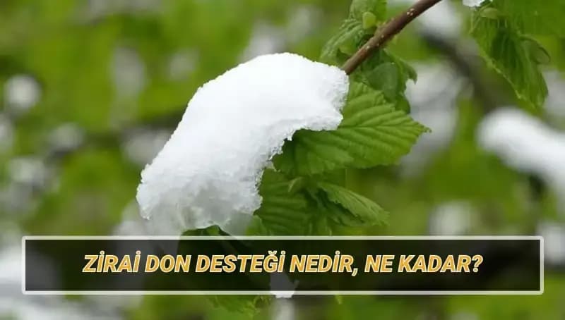 Zirai Don Desteği Hakkında Bilmeniz Gereken Her Şey