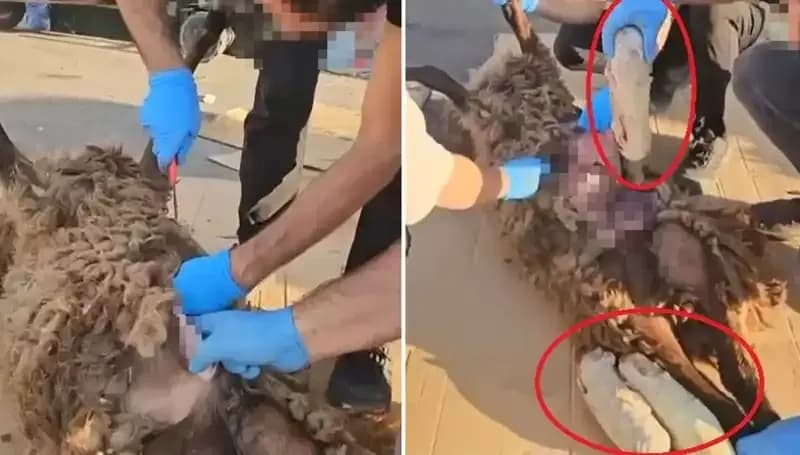 Zehir Tacirlerinin Şok Eden Oyunları: Ölü Koyunun Karnındaki Gizem Ne?