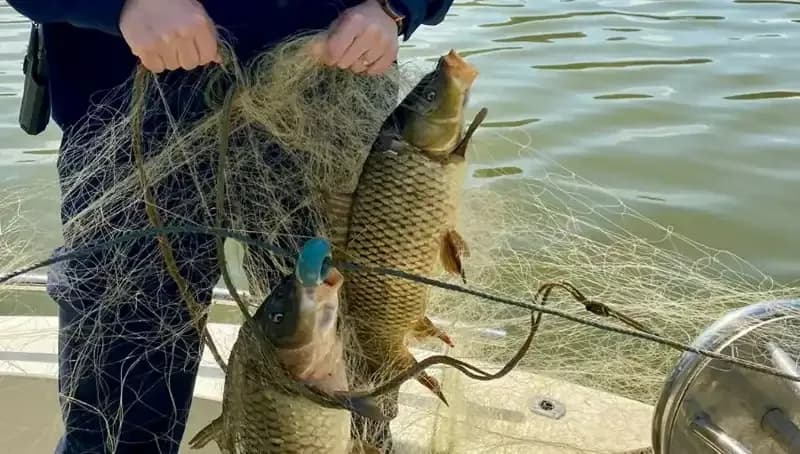 Samsun'da Ağa Takılan Balıklar İçin Kurtarma Operasyonu Düzenlendi