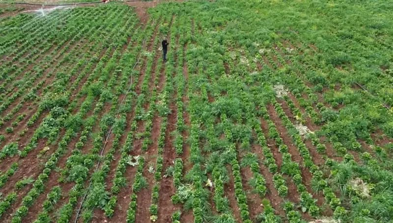 Kuraklık Marul Hasadını Tehdit Ediyor: Üreticiler Ne Yapacak?