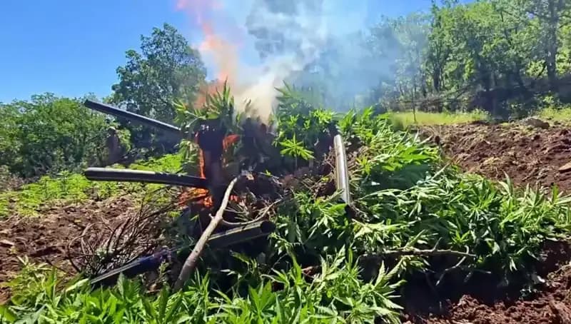 Diyarbakır’da Tarihi Kenevir ve Skunk Operasyonu: 7 Milyon Kök Ele Geçirildi!