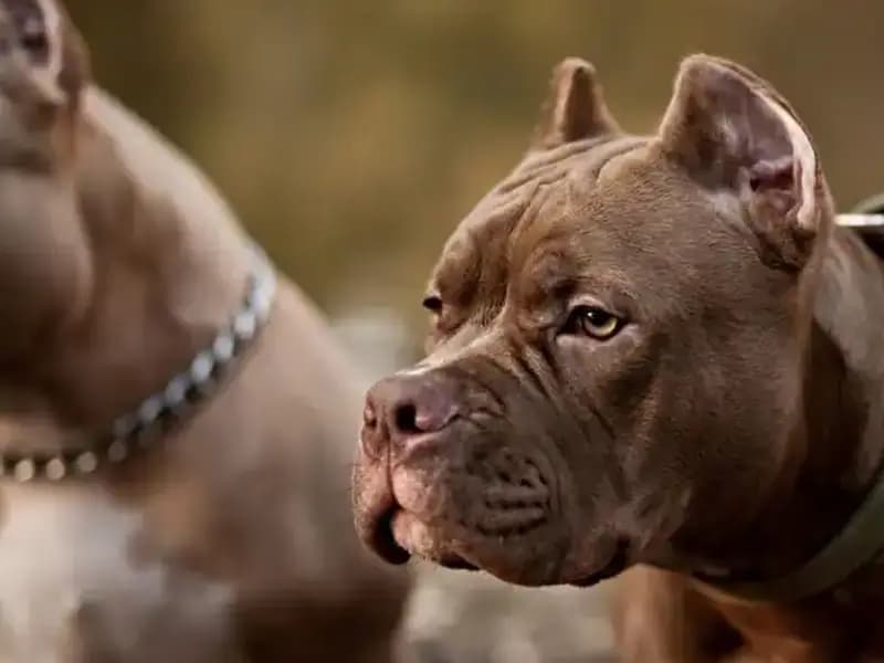 Köpeğin Patisi Tetiği Çekti! Sahibi Davalarında Nasıl Zor Duruma Düştü?