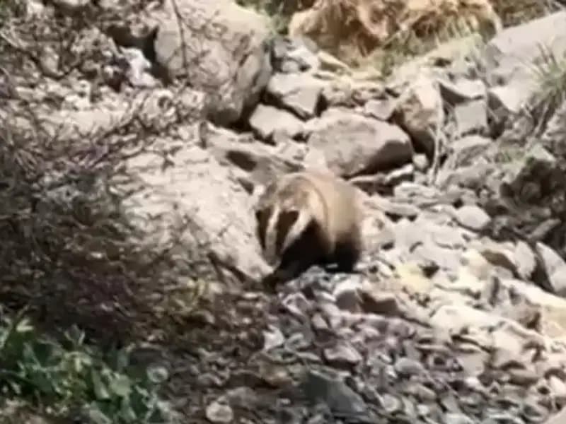 Batman'da Nesli Tükenmekte Olan Türün Heyecan Verici Görüntülenmesi
