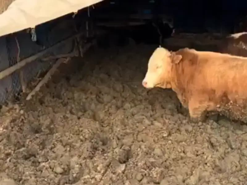 Çorum'da Hayvan Refahı İhlali: Bakanlıktan Cezai İşlem