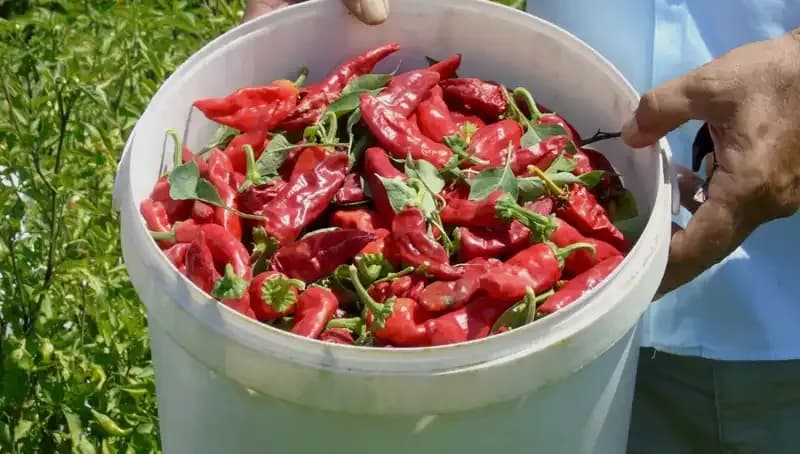 Sofraların Baş Tacı: Gaziantep'te Kırmızı Biber Hasadı Coşkusu