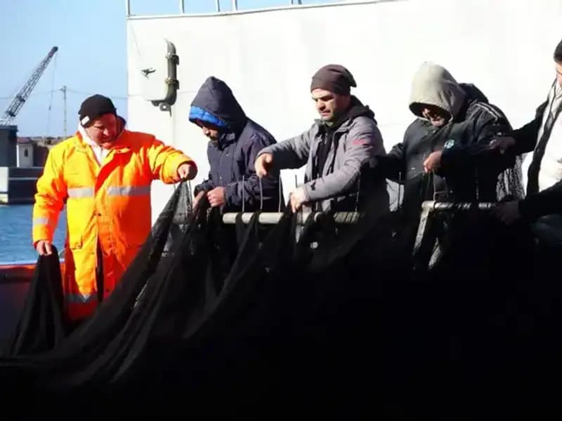 Hamsi Balığı Stoku Tükendi: Trawlerler Sezonu Erken Kapatmak Zorunda Kaldı