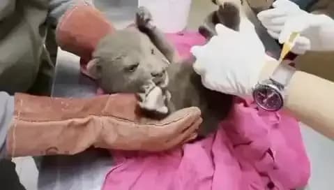 Karabük'te Eşsiz Bir Keşif: Yavru Bozayı Fidanlıkta Bulundu!