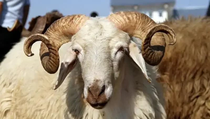 2025 Kurban Bayramı Tatili: Tarihler ve Süreyi Öğrenin