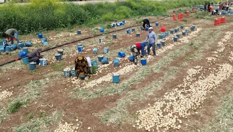 Soğan Hasadı Başladı: Fiyatlar Neden Düşüşte?