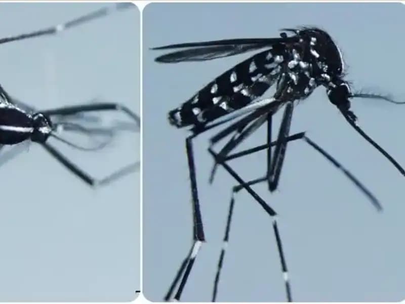 Chikungunya Virüsü: Belirtileri ve Görüldüğü Ülkeler Hakkında Bilgiler