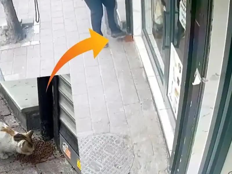 Kedilerin Mamalarını Dağıtıp Kaçan Gizemli Hayvan: Kimya Gözaltında!