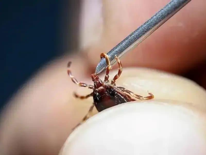 Türkiye'de Yaz Aylarında Kene Tedirginliği: Bakanlık Uyarıyor!