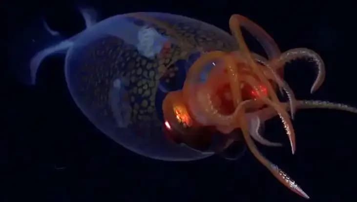 Denizin Derinliklerinde Gizemli Dev Kalamar İlk Kez Canlı Olarak Kaydedildi