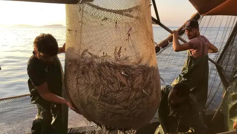 Balıkçılar Harekete Geçti: İhlal Edenlere Yüksek Ceza Uygulanıyor