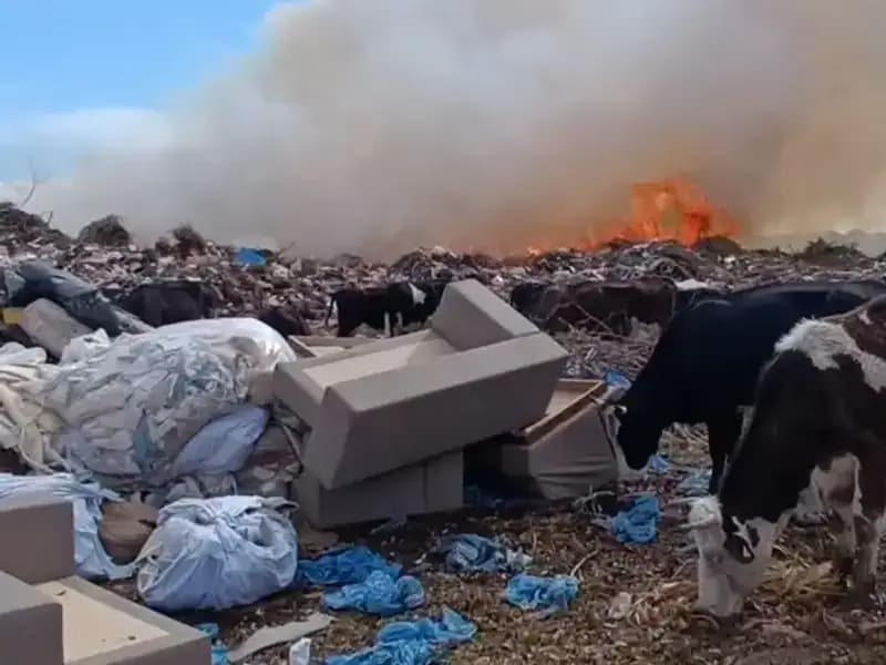 Antalya'da Yangın: Alevlerin Kucağındaki İnekler ve Çobanlar Harekete Geçemedi