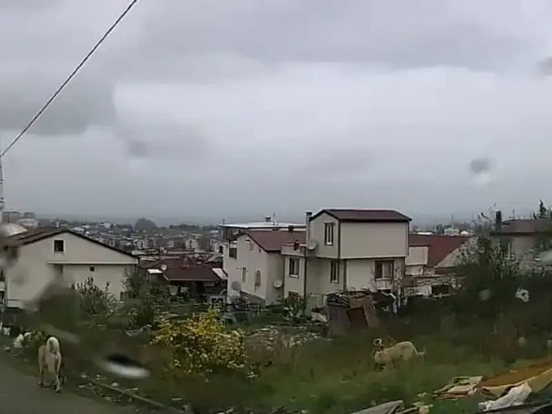 Sahipsiz Köpeklerin Saldırısı, 5 Yaşındaki Çocuğu Ağır Yaraladı!