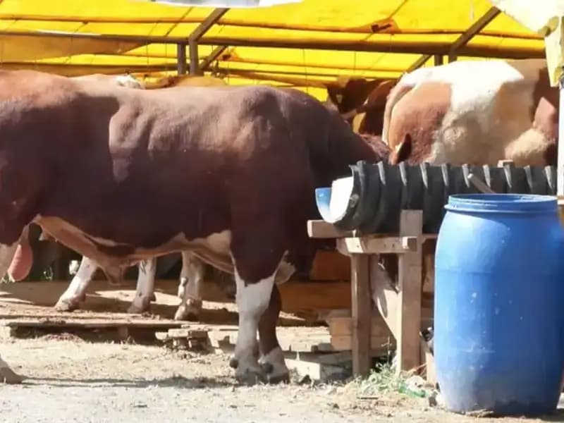 Kurban Pazarları 2023: Sıcak Fiyatlar ve Artan Talepler İle Canlanıyor