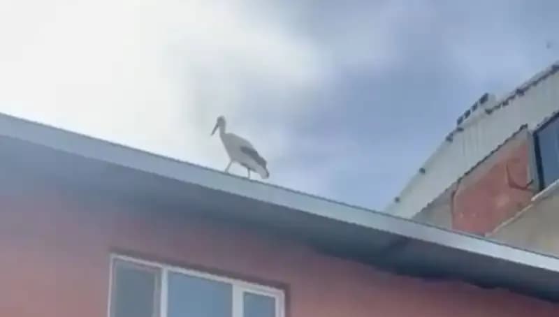 Bu Yıl Yusuf Dayının Leyleği "Bilal" Yeniden Geri Döndü!