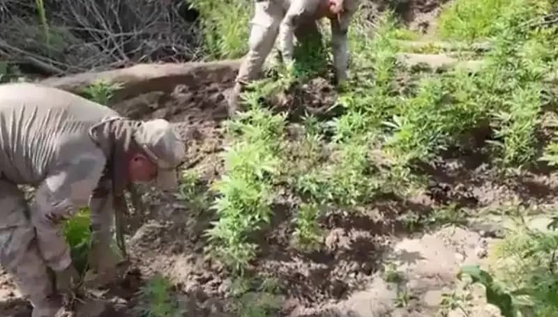 Diyarbakır'da 12 Milyondan Fazla Kök Kenevir ve Skunk Ele Geçirildi!