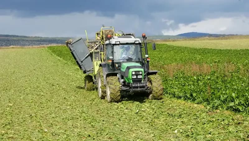 Kastamonu'da Pancar Hasadı Başladı: Çiftçiler Umutlu Bekleyiş İçinde