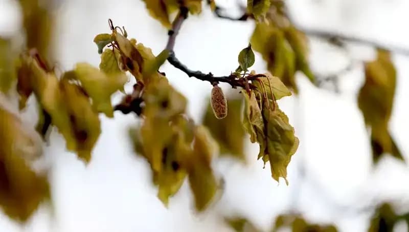 Zirai Don Felaketi İçin Meclis Araştırma Komisyonu Kuruldu: Üreticiler Ne Olacak?
