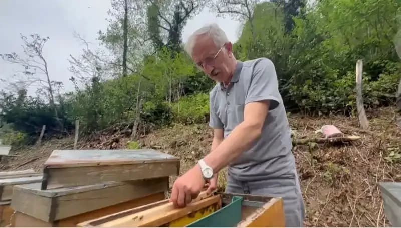 Doğal Antibiyotikten "Komar": Faydaları ve Zararlarıyla İlgili Bilmeniz Gerekenler