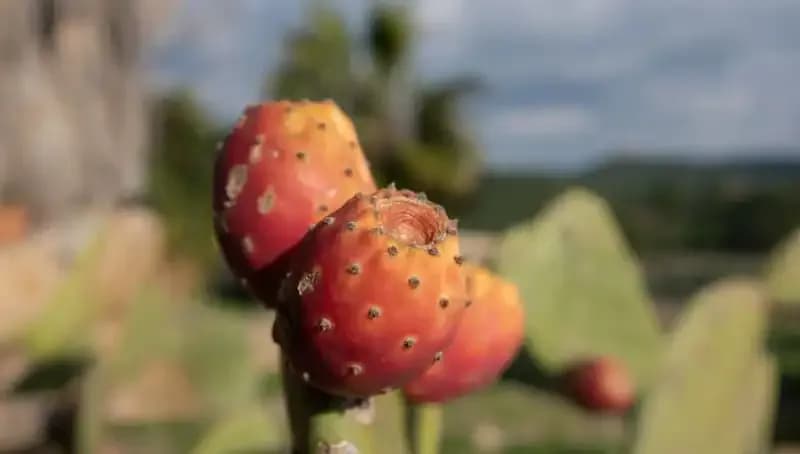 Doğal Magnezyum Kaynakları: Sağlığınıza Sağlam Bir Destek