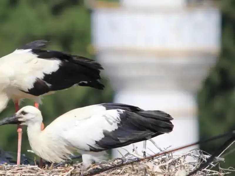 Leylek Köyü: Yaren Leyleği Kıskandıracak 8 Kat Fazla Yuva Varlığı