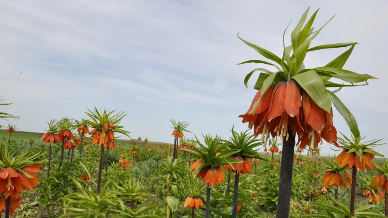 Doğal Çiçek Soğanları İhracatında Yeni Düzenleme