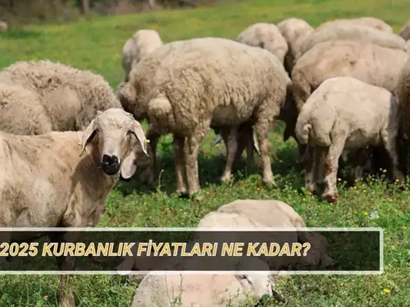 2025 Kurban Fiyatları Açıklandı: Büyükbaş ve Küçükbaş Kurban Maliyetleri Nedir?