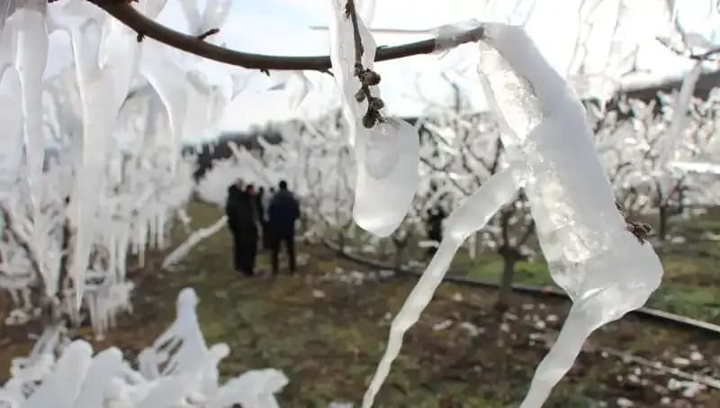 Soğuk Havadan Etkilenen Ağaçlar: Tomurcukların Yüzde 80’i Çiçek Açtı!