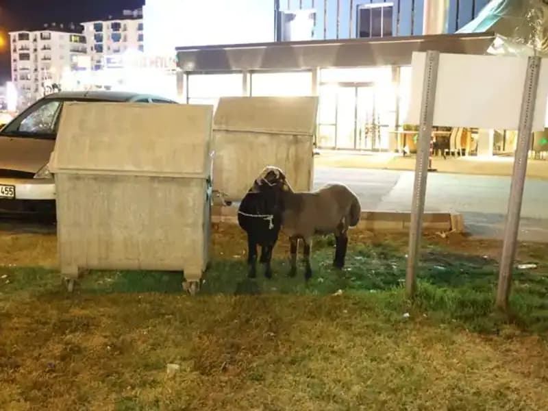 Mor Karaman Koyunları: Bir Kaderin Yüzyüze Geldiği Hayvanlar