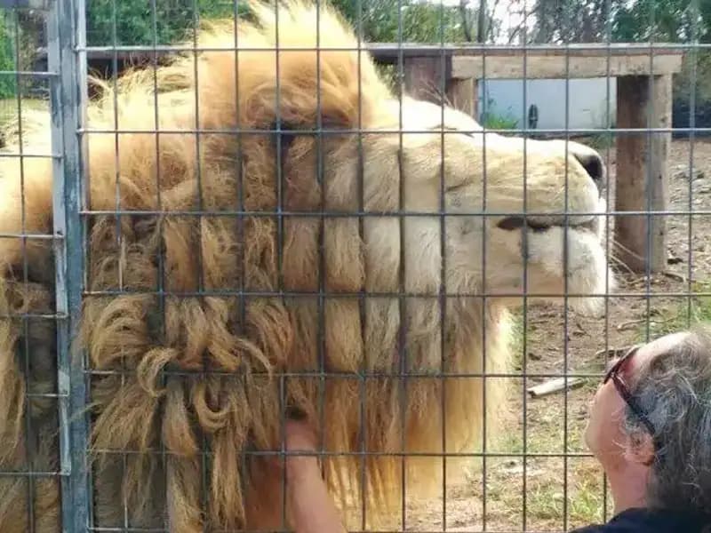 Avustralya'daki Şok Edici Aslan Saldırısı: Kadının Kolunu Kafesten Kapması
