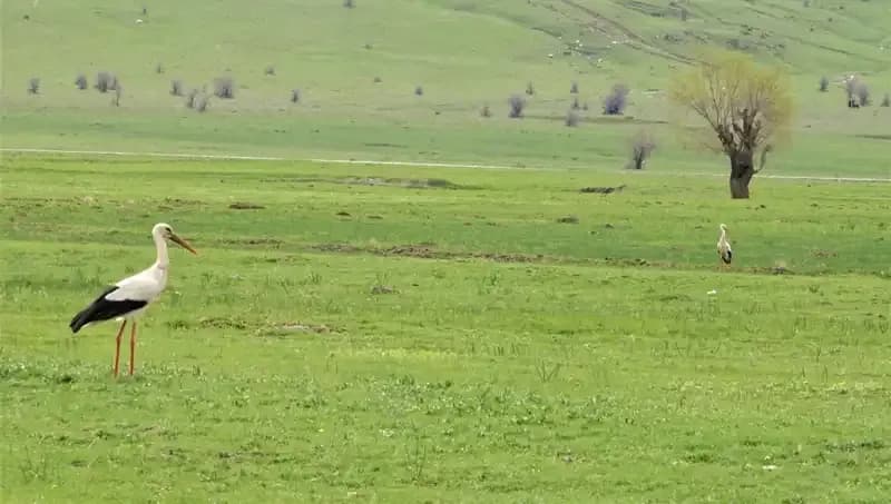Muş Ovası’nda Göçmen Leylekler Yeniden Görücüye Çıktı!