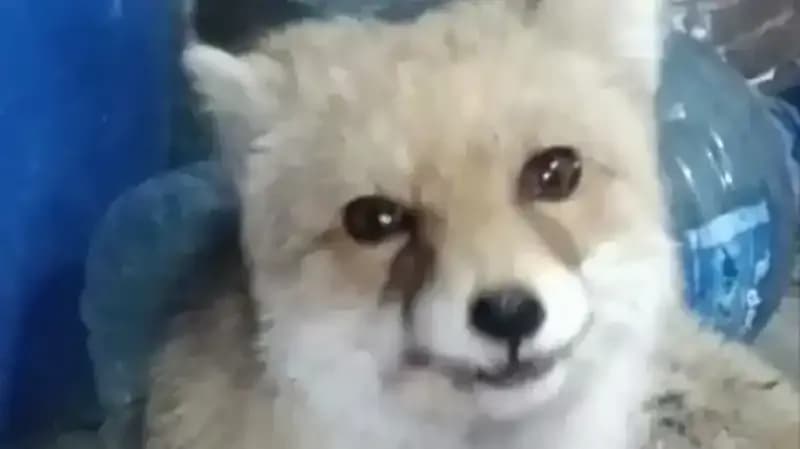 Bahçesinde Tilki Besleyen Kadın, Doğa ile Benzersiz Bir İlişki Kurdu